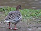 Pink-Footed Goose (WWT Slimbridge November 2017) - pic by Nigel Key